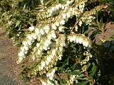 Pieris 1 